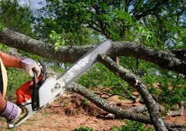 Best Hedge Trimming  in Middlesex, NJ