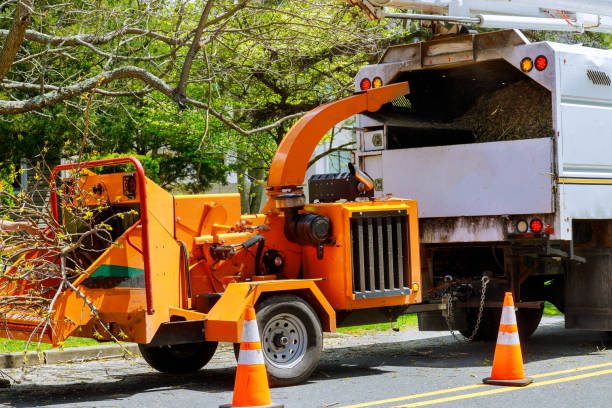 Best Tree Disease Treatment  in Middlesex, NJ