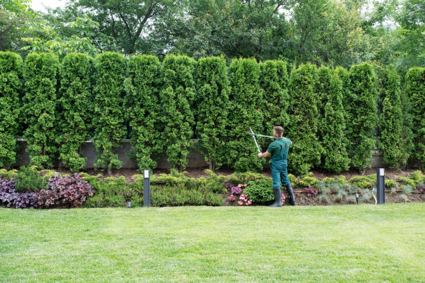 Best Tree Removal  in Middlesex, NJ