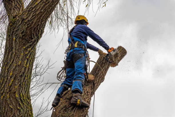 Best Tree Trimming and Pruning  in Middlesex, NJ