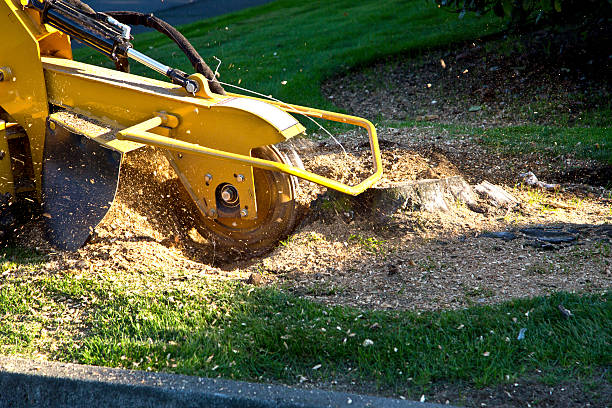 Best Stump Grinding and Removal  in Middlesex, NJ